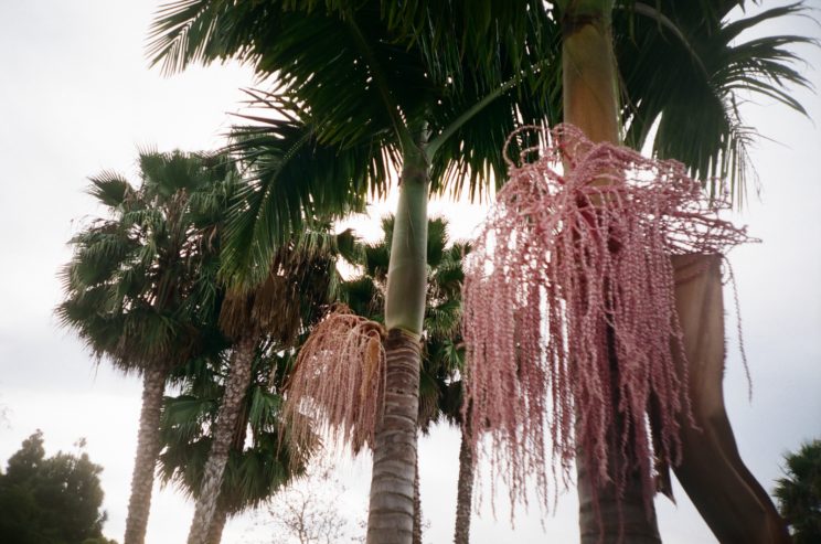 California Palms